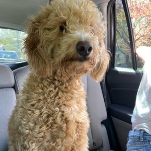 Meet your Posher, Keira